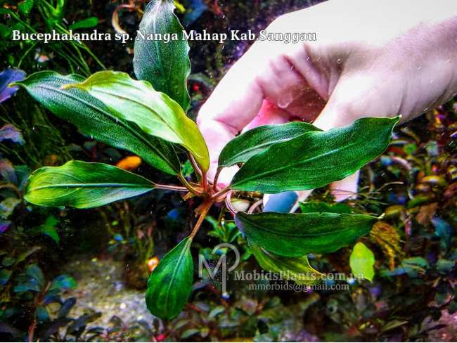 Буцефаландра Bucephalandra sp. Nanga Mahap Kab.Sanggau