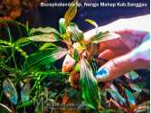 Буцефаландра Bucephalandra sp. Nanga Mahap Kab.Sanggau