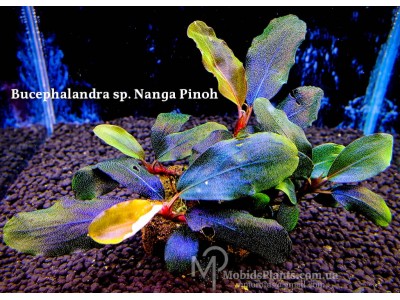 Bucephalandra sp. Nanga Pinoh