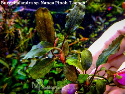 Bucephalandra sp. Nanga Pinoh "Lagoon"