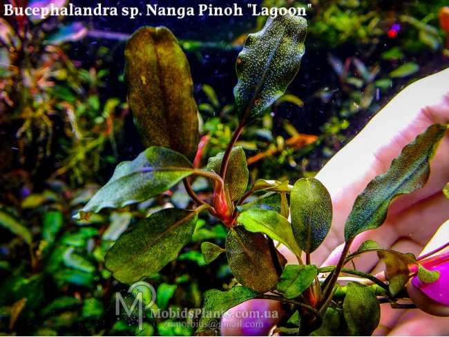 Буцефаландра Bucephalandra sp. Nanga Pinoh "Lagoon"