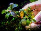 Буцефаландра Bucephalandra sp. Nanga Pinoh "Tangerine"