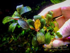 Буцефаландра Bucephalandra sp. Nanga Pinoh "Tangerine"