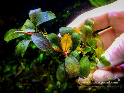 Bucephalandra sp. Nanga Pinoh "Tangerine"