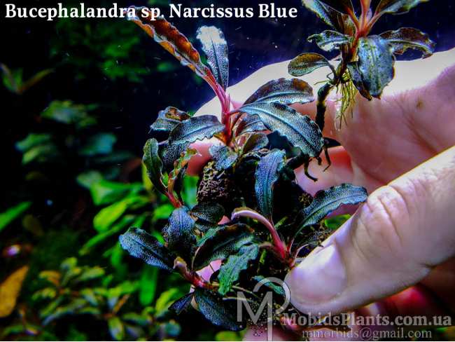 Буцефаландра Bucephalandra sp. Narcissus Blue