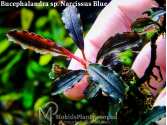 Буцефаландра Bucephalandra sp. Narcissus Blue