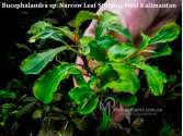 Буцефаландра Bucephalandra sp. Narrow Leaf Sintang