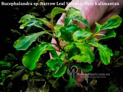 Буцефаландра Bucephalandra sp. Narrow Leaf Sintang