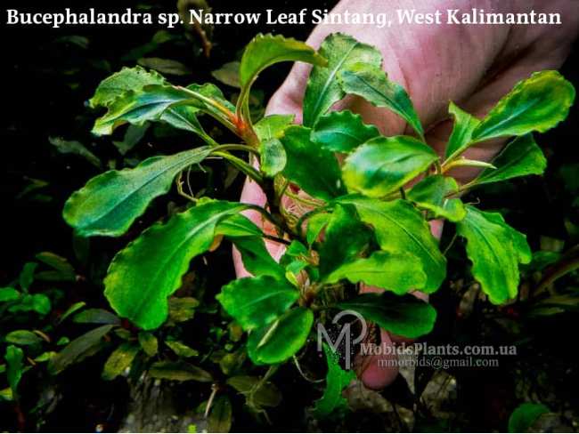 Буцефаландра Bucephalandra sp. Narrow Leaf Sintang