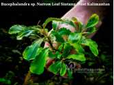 Буцефаландра Bucephalandra sp. Narrow Leaf Sintang