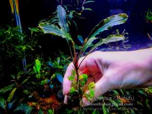 Буцефаландра Bucephalandra sp. North Sanggau