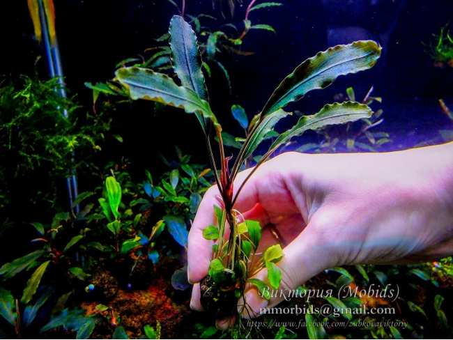 Буцефаландра Bucephalandra sp. North Sanggau