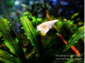 Буцефаландра Bucephalandra sp. North Sanggau