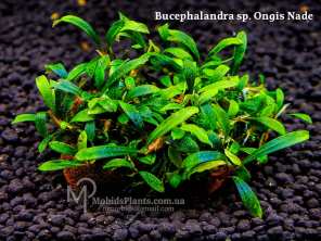 Буцефаландра Bucephalandra sp. Ongis Nade