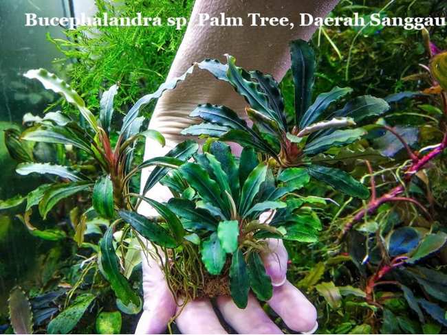 Буцефаландра Bucephalandra sp. Palm Tree, Daerah Sanggau
