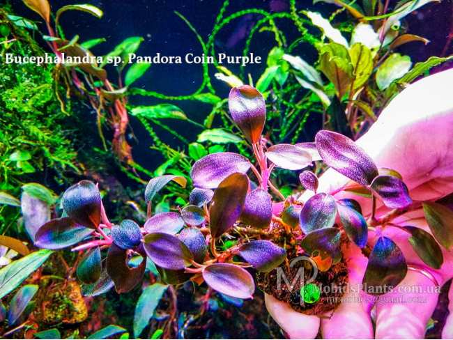 Буцефаландра Bucephalandra sp. Pandora Coin Purple