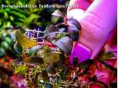 Буцефаландра Bucephalandra sp. Pandora Coin Purple