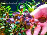 Буцефаландра Bucephalandra sp. Pandora Coin Purple