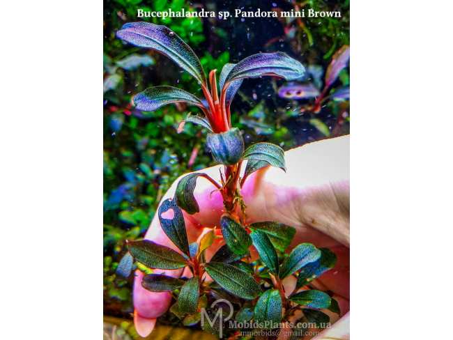 Буцефаландра Bucephalandra sp. Pandora mini Brown