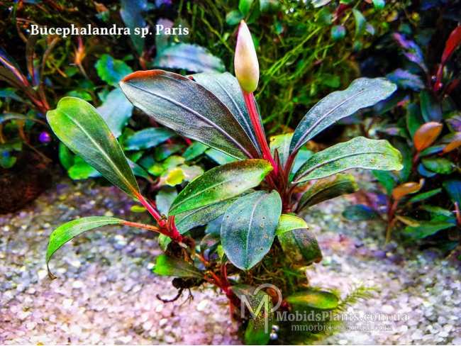 Буцефаландра Bucephalandra sp. Paris