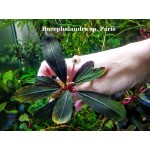 Буцефаландра Bucephalandra sp. Paris Буцефаландра Bucephalandra sp. Paris