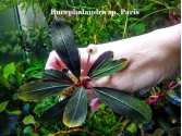 Буцефаландра Bucephalandra sp. Paris