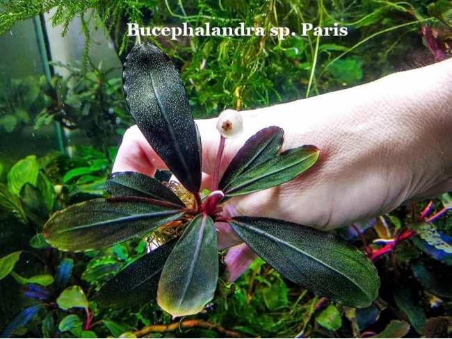 Буцефаландра Bucephalandra sp. Paris