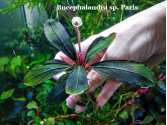 Буцефаландра Bucephalandra sp. Paris Буцефаландра Bucephalandra sp. Paris