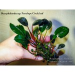 Буцефаландра Bucephalandra sp. Penelope Circle leaf Буцефаландра Bucephalandra sp. Penelope Circle leaf