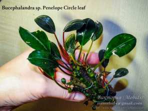 Буцефаландра Bucephalandra sp. Penelope Circle leaf