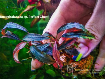 Bucephalandra sp. Perfect Ghost