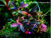 Буцефаландра Bucephalandra sp. Phantom Red