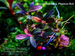 Bucephalandra sp. Phantom Red