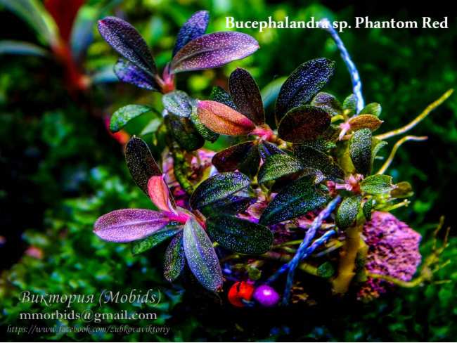 Буцефаландра Bucephalandra sp. Phantom Red