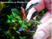 Буцефаландра Bucephalandra sp. Phantom Red