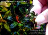 Буцефаландра Bucephalandra sp. Phantom Red