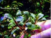 Буцефаландра Bucephalandra sp. Pina