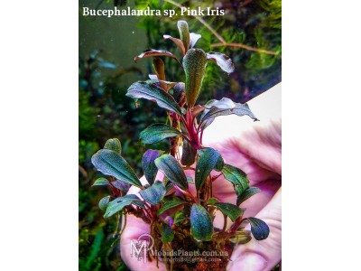 Буцефаландра Bucephalandra sp. Pink Iris