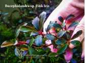 Bucephalandra sp. Pink Iris