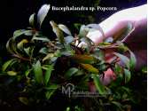 Буцефаландра Bucephalandra sp. Popcorn