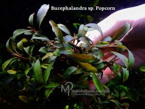 Буцефаландра Bucephalandra sp. Popcorn