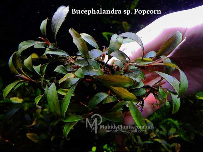 Буцефаландра Bucephalandra sp. Popcorn