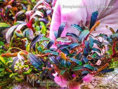 Буцефаландра Bucephalandra sp. Purple rain Буцефаландра Bucephalandra sp. Purple rain