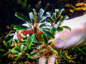 Буцефаландра Bucephalandra sp. Purple Shoot, Sanggau