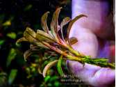 Буцефаландра Bucephalandra sp. Purple Shoot, Sanggau