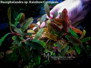 Буцефаландра Bucephalandra sp. Rainbow Centipede