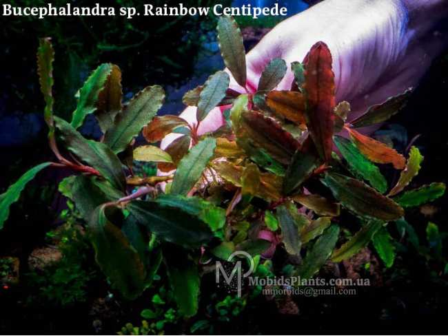 Bucephalandra sp. Rainbow Centipede