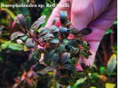 Буцефаландра Bucephalandra sp. Red Chilli