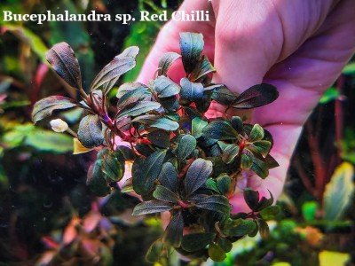 Буцефаландра Bucephalandra sp. Red Chilli
