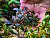 Буцефаландра Bucephalandra sp. Red Chilli
